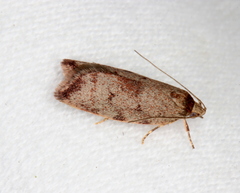 Syringoseca mimica