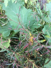 Persicaria minor