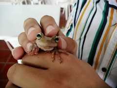 Boana platanera
