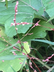 Persicaria minor