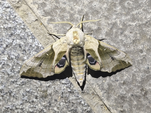 Oriental Eyed Hawkmoth