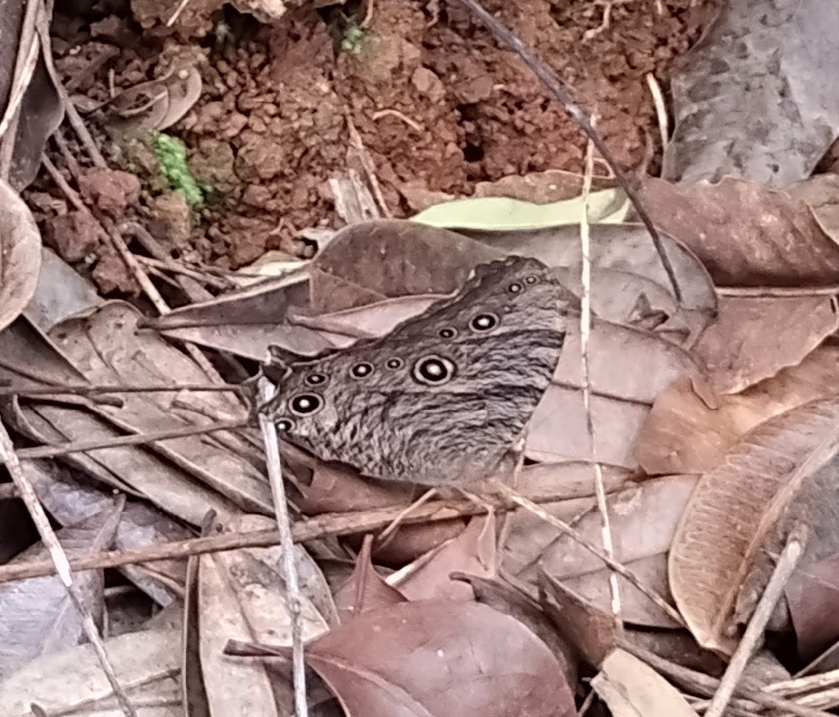 Common Evening Brown