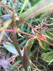 Persicaria minor