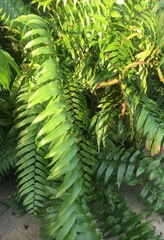 Nephrolepis exaltata