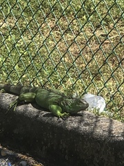Iguana iguana