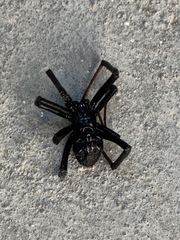 Latrodectus hesperus