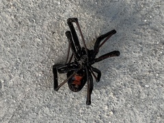 Latrodectus hesperus