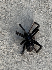 Latrodectus hesperus