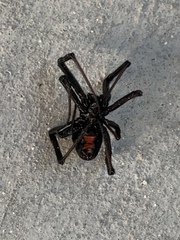 Latrodectus hesperus