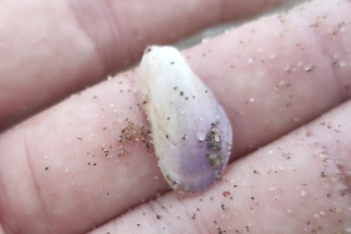 Modiolus adriaticus observed 2025-07-03