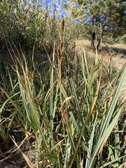 Carex nebrascensis