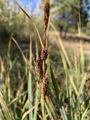 Carex nebrascensis