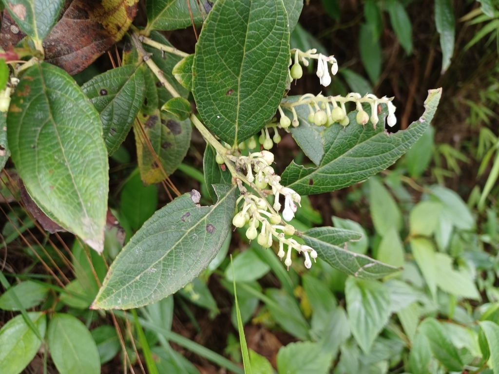 Gaultheria fragrantissima