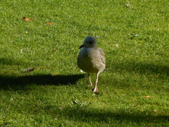 Larus argentatus