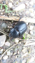 Pentodon bidens punctatus