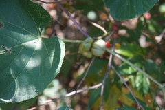 Ampelomyia vitispomum