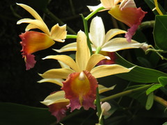 Collabieae