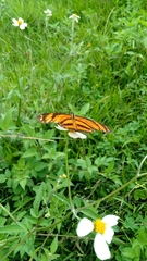 Eresia phillyra phillyra