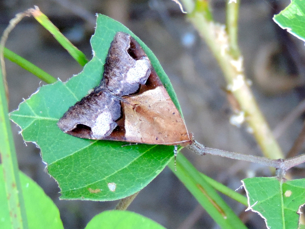 Fasciolated Graphic