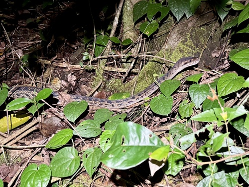 Australian Scrub Python sighting