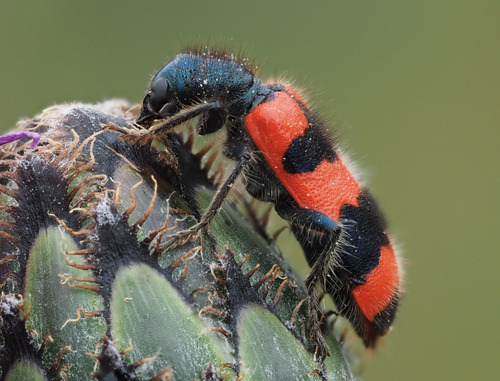 Bee-eating Beetle, photo 5 of 10