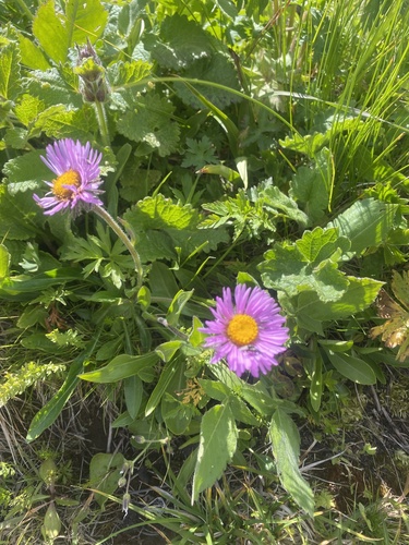Erigeron caucasicus, photograph 3