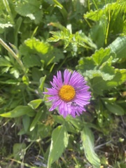 Erigeron caucasicus, photograph (c) Илья Руденко, some rights reserved (CC BY)