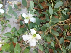 Capparis sicula