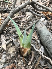 Eryngium yuccifolium