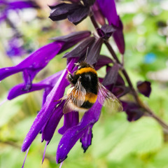 Bombus terrestris