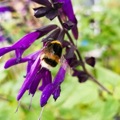Bombus terrestris