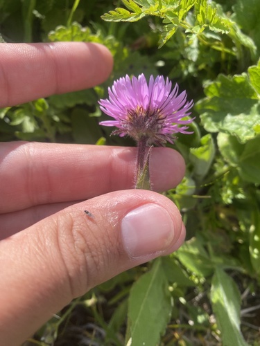 Erigeron caucasicus, photograph 4