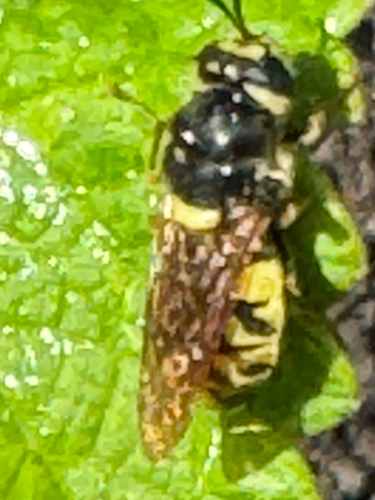 Unknown species found near S Colorado Ave, Boise, ID, US