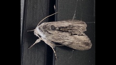 Cucullia eulepis