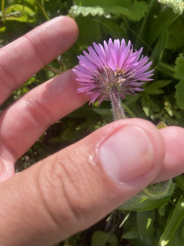 Erigeron caucasicus, photograph 5