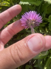 Erigeron caucasicus, photograph (c) Илья Руденко, some rights reserved (CC BY)