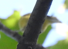 Leiothlypis ruficapilla