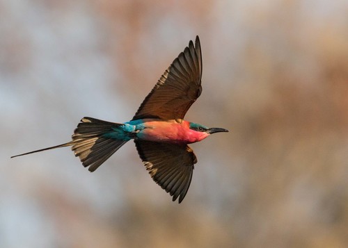Southern Carmine Bee-eater