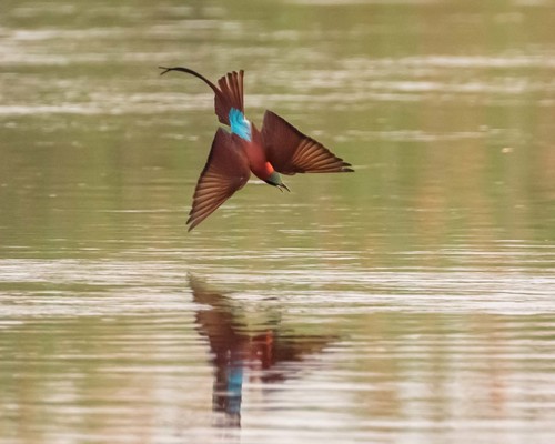 Southern Carmine Bee-eater
