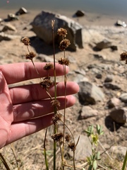 Juncus saximontanus