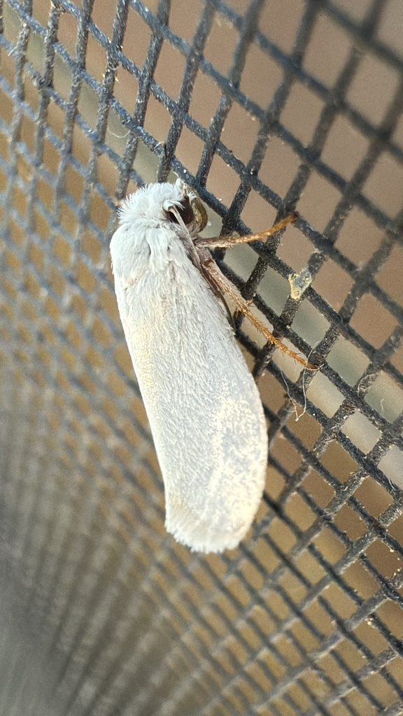 Eastern Yucca Moth