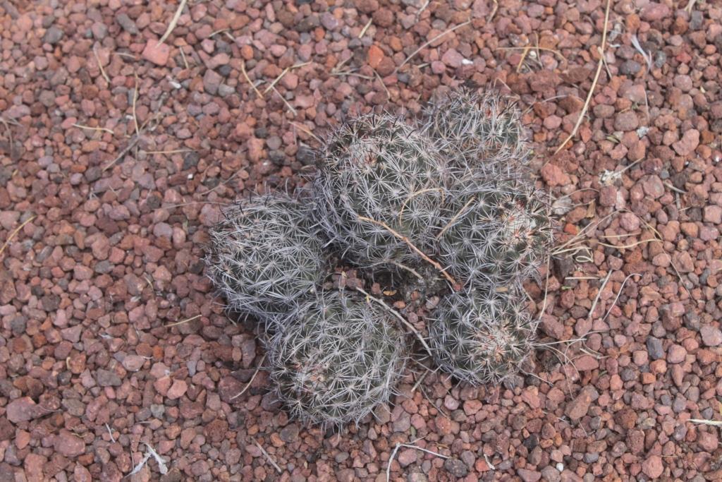 Coryphantha hintoniorum