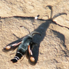 Euhagena nebraskae