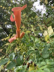 Campsis radicans