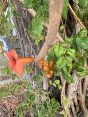 Campsis radicans