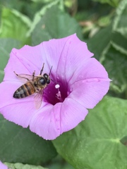 Apis mellifera