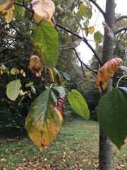 Tilia americana heterophylla
