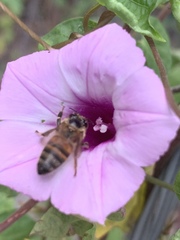 Apis mellifera