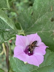 Apis mellifera