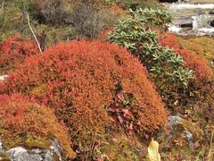 Bistorta vacciniifolia